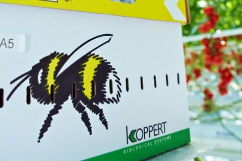 Im Einklang mit der Natur –  Moderne Gemüse-Produktion direkt vor der Haustür